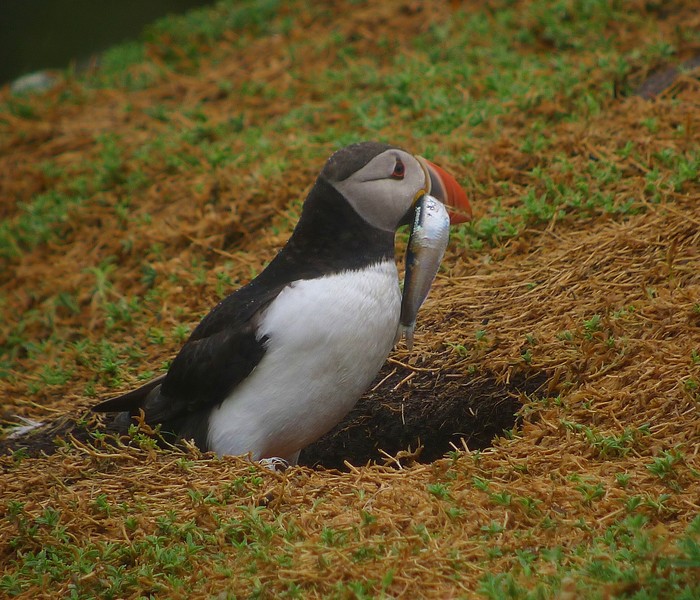 Puffin