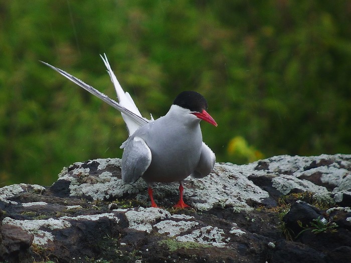Arctic Tern