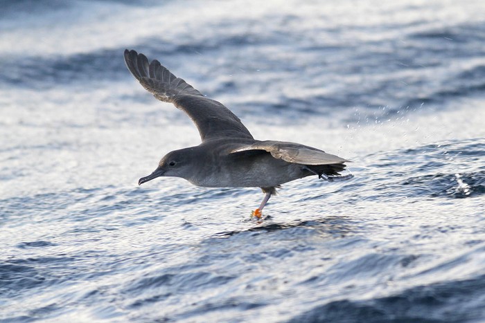 Balearic Shearwater
