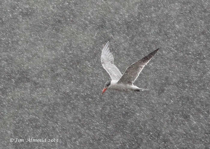 Caspian Tern
