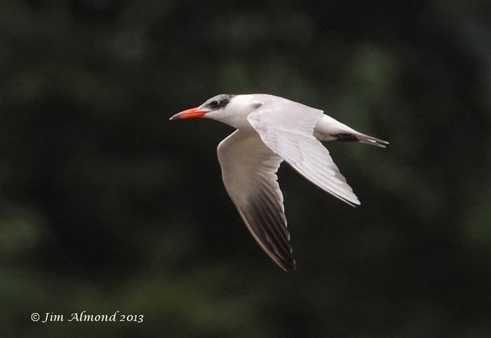 Caspian Tern