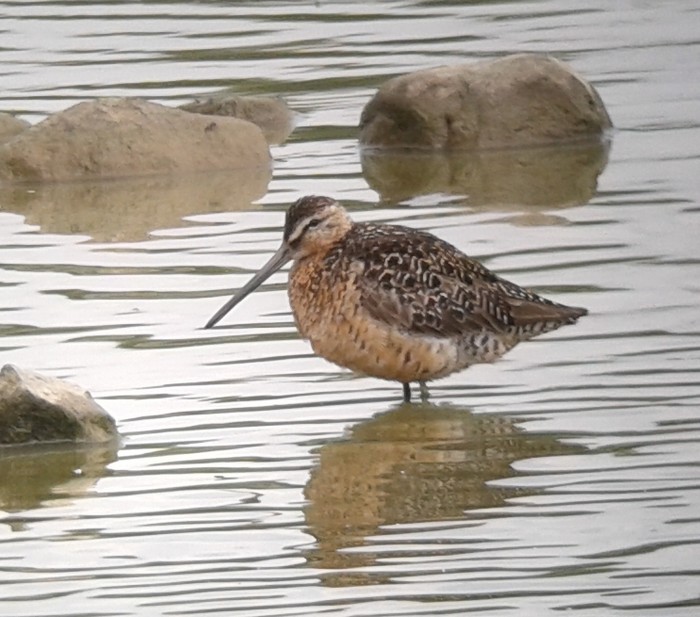 Long-billed Dowitcher