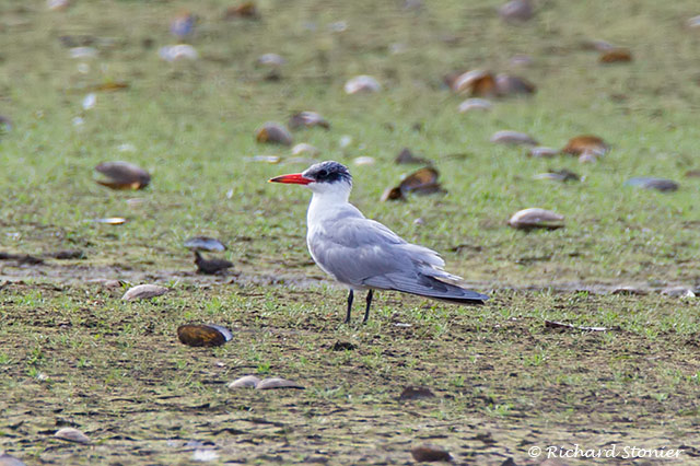 Caspian Tern