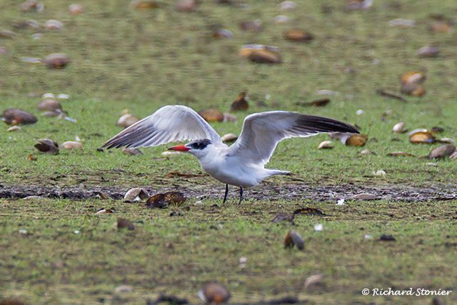 Caspian Tern