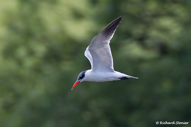 Caspian Tern