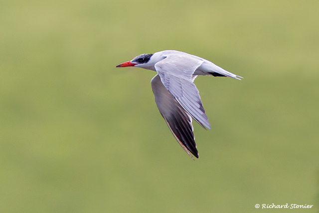 Caspian Tern