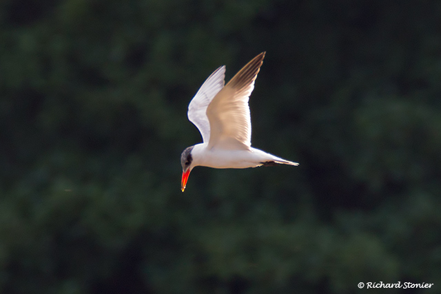 Caspian Tern