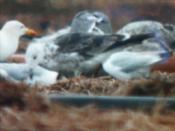 Baltic Gull