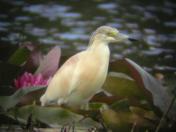 Squacco Heron