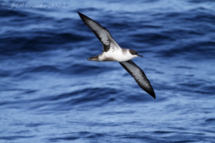 Great Shearwater