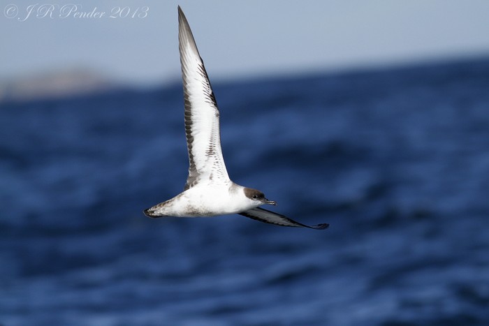 Great Shearwater