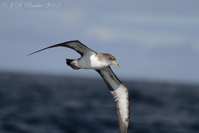 Cory's Shearwater