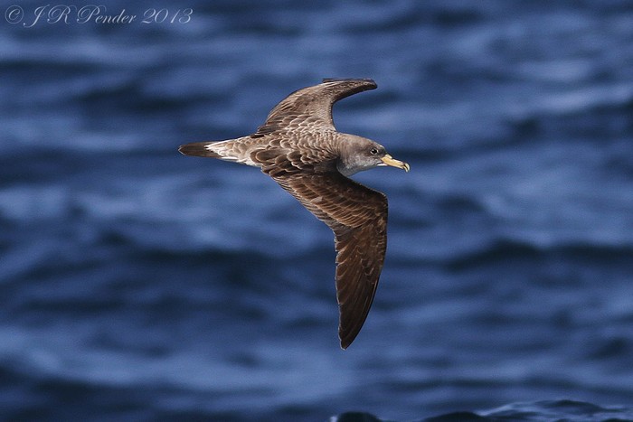 Cory's Shearwater
