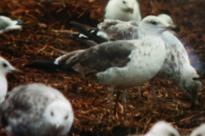 Baltic Gull