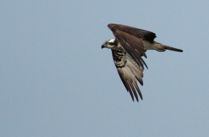 Osprey