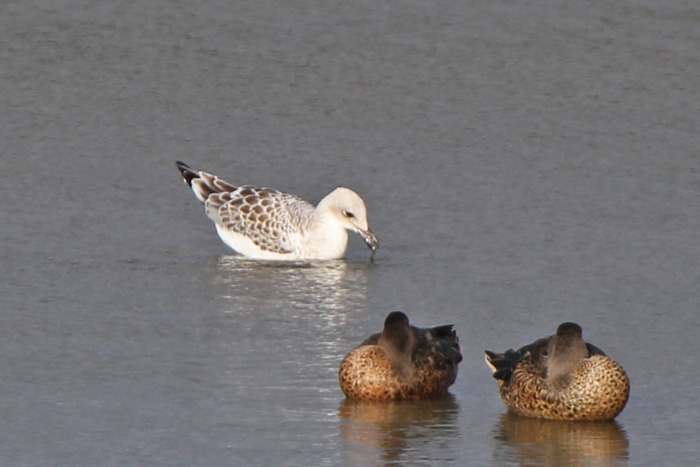 Mediterranean Gull