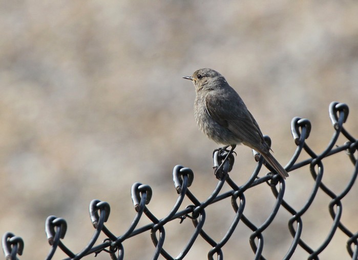 Black Redstart