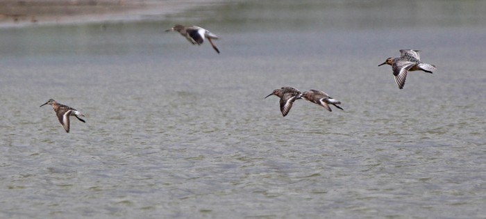 Curlew Sandpiper