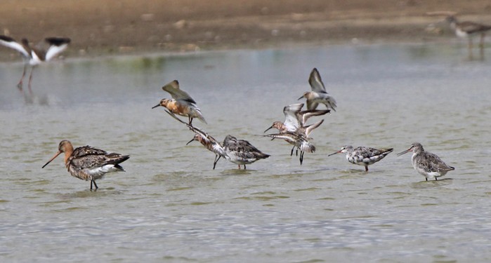 Curlew Sandpiper