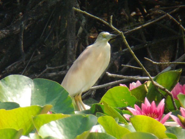 Squacco Heron