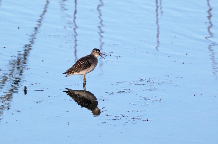 Wood Sandpiper