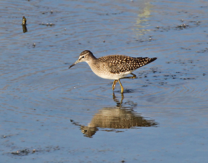 Wood Sandpiper