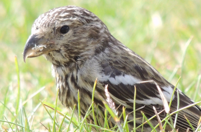 Two-barred Crossbill