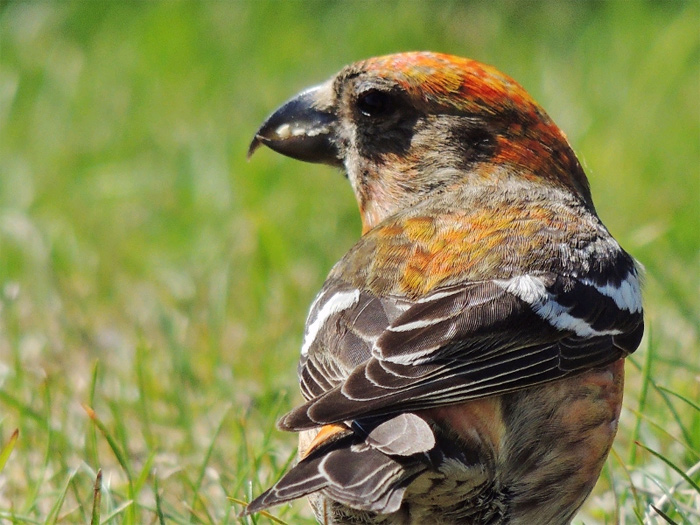 Two-barred Crossbill
