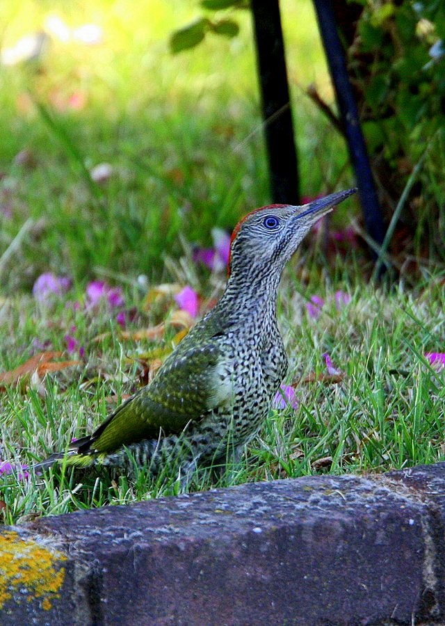 Green Woodpecker