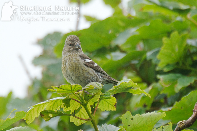 Two-barred Crossbill