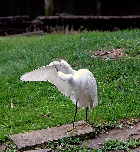 Little Egret