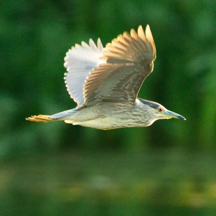 Night Heron