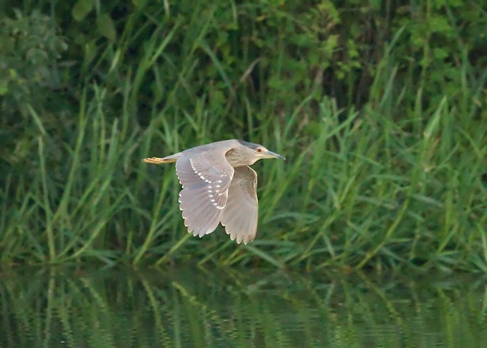 Night Heron