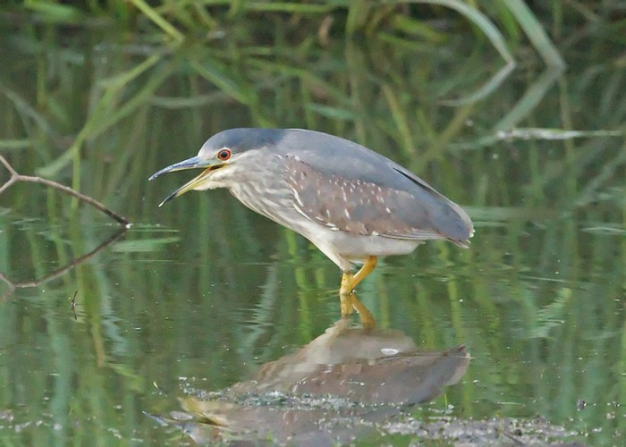 Night Heron