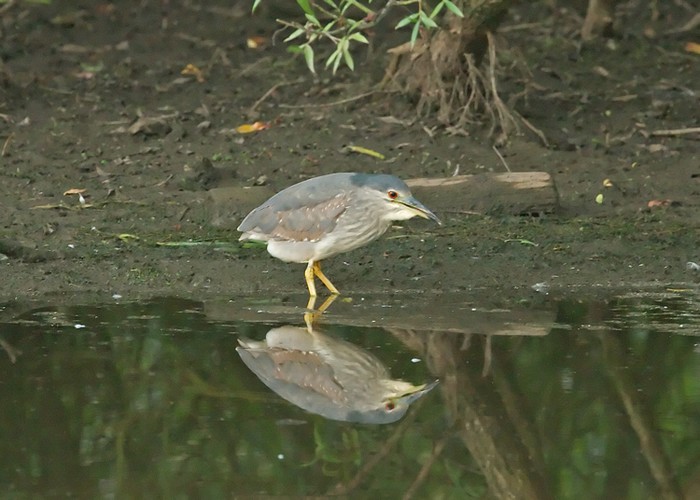 Night Heron