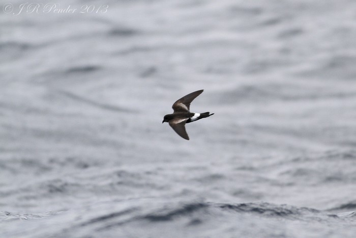 Wilson's Petrel