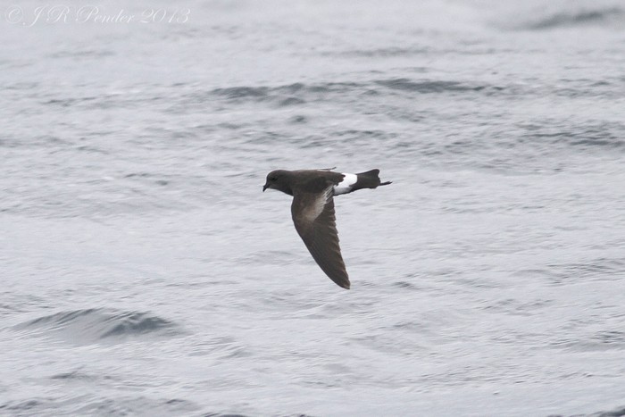 Wilson's Petrel