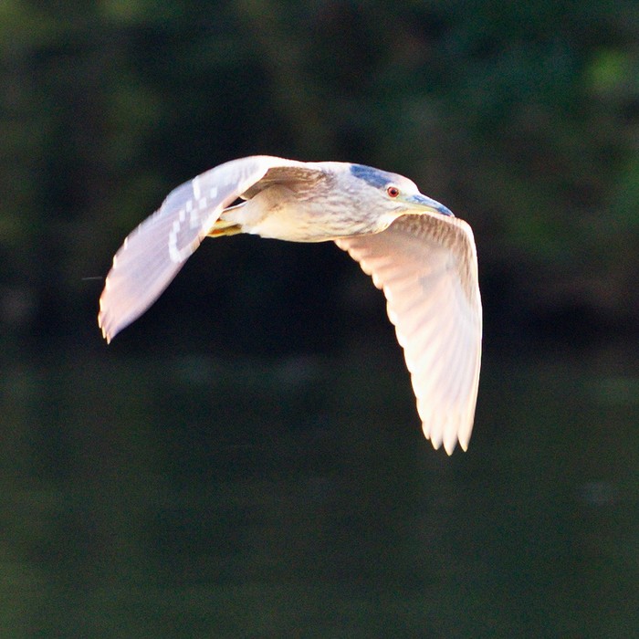 Night Heron