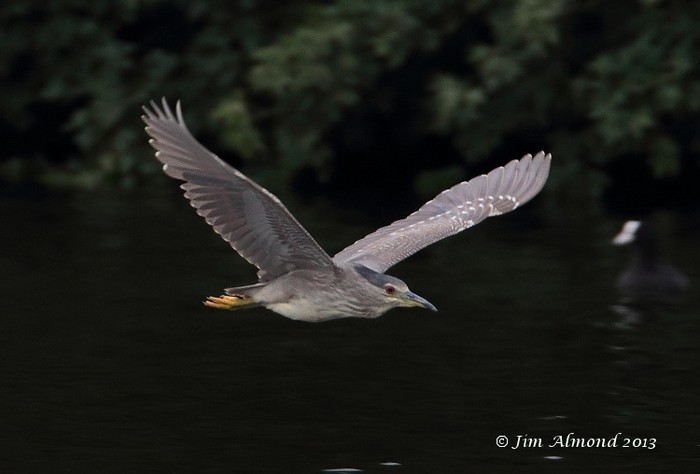Night Heron