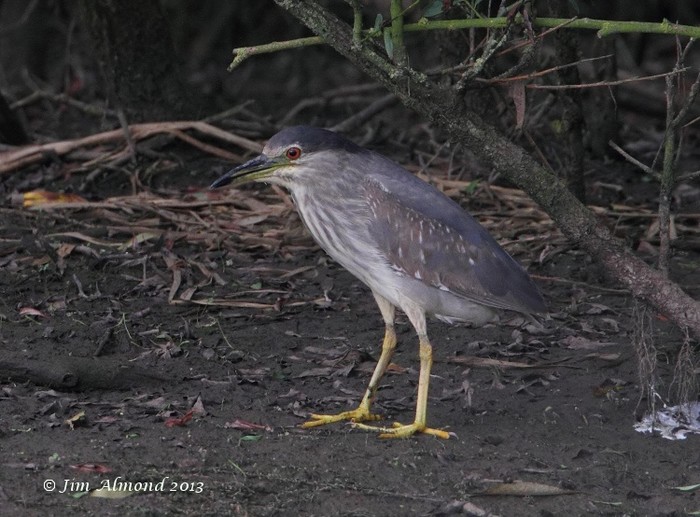 Night Heron