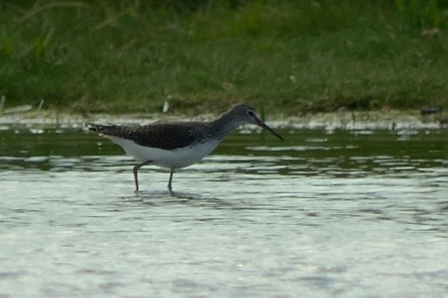 Green Sandpiper