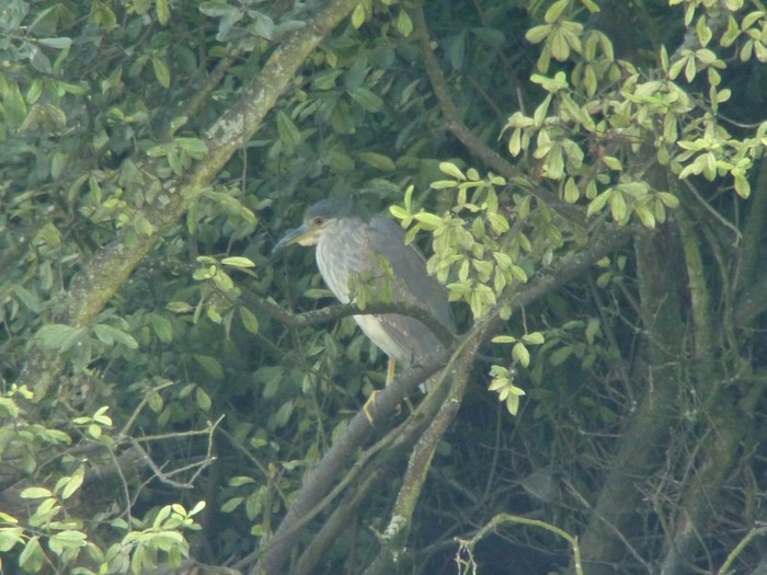 Night Heron