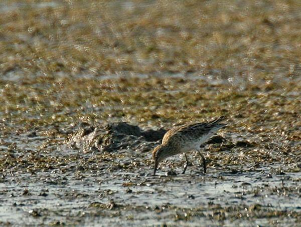 Sharp-tailed Sandpiper