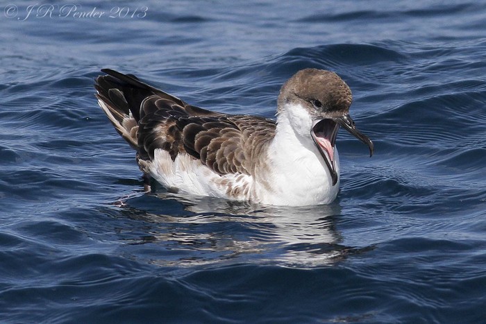 Great Shearwater