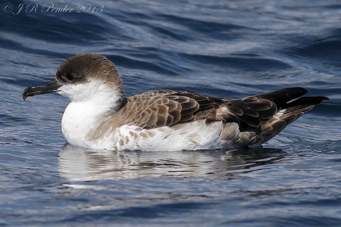 Great Shearwater