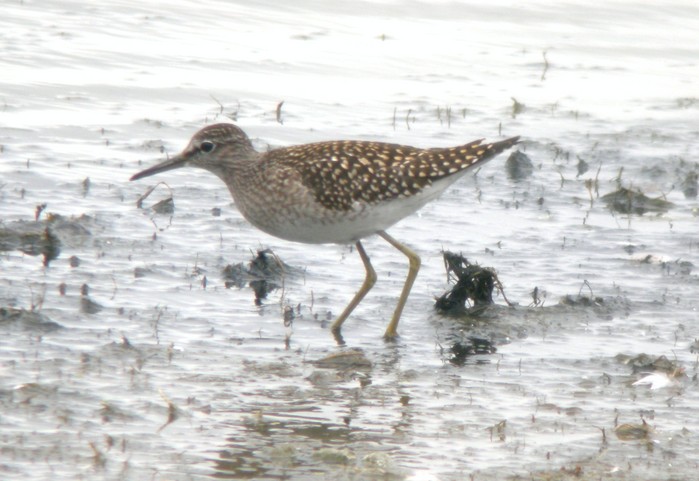 Wood Sandpiper