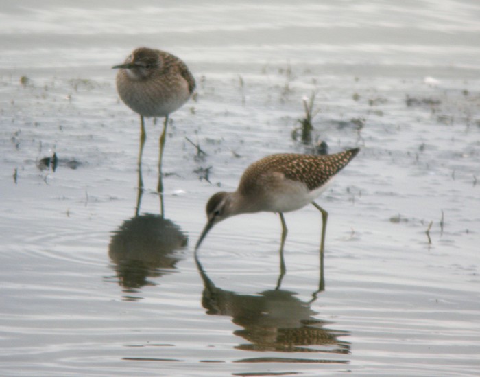Wood Sandpiper