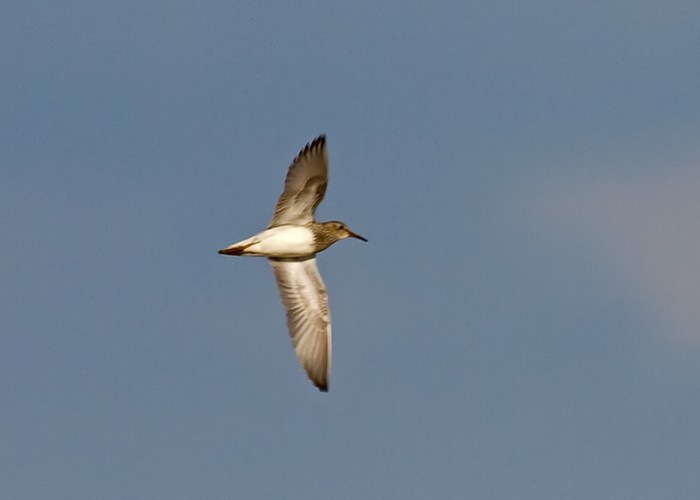 Pectoral Sandpiper