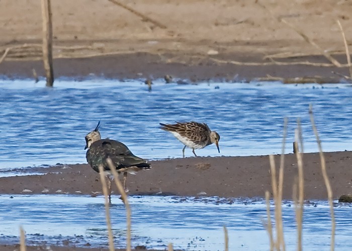 Pectoral Sandpiper