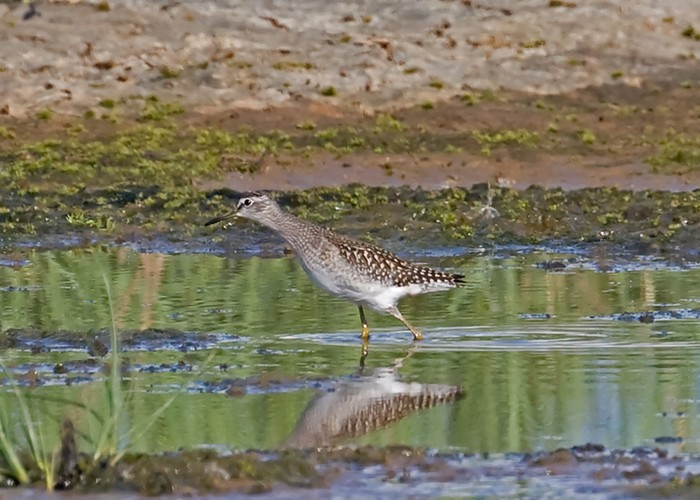 Wood Sandpiper